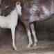 Brar Stud Farm visiting card
