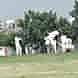 Friends Cricket Club visiting card