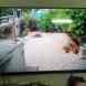 HONEY LINES SECURITY SYSTEM CCTV visiting card