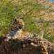 Jawai Empire Resort visiting card
