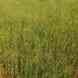 Mishra Farm House visiting card