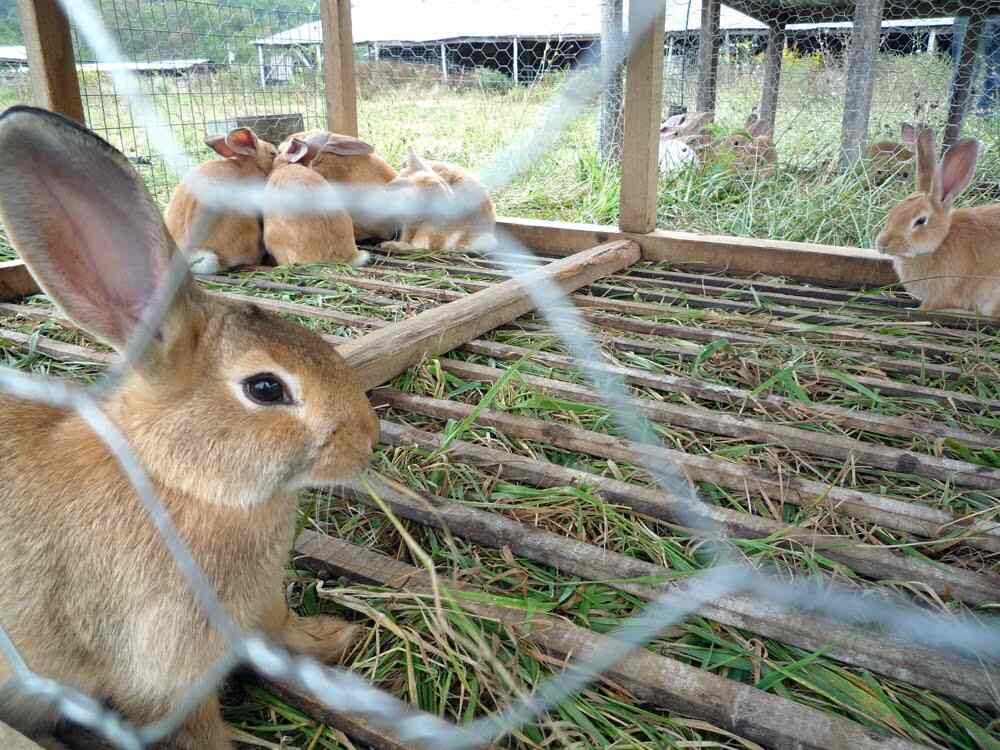 Rabbit Farm visiting card